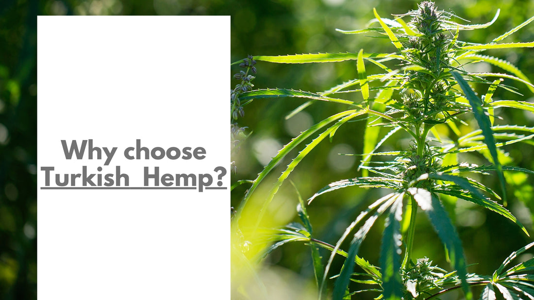 Unveiling the Power of Nature: Why Choose Turkish Hemp, Nurtured by the Aegean Sun