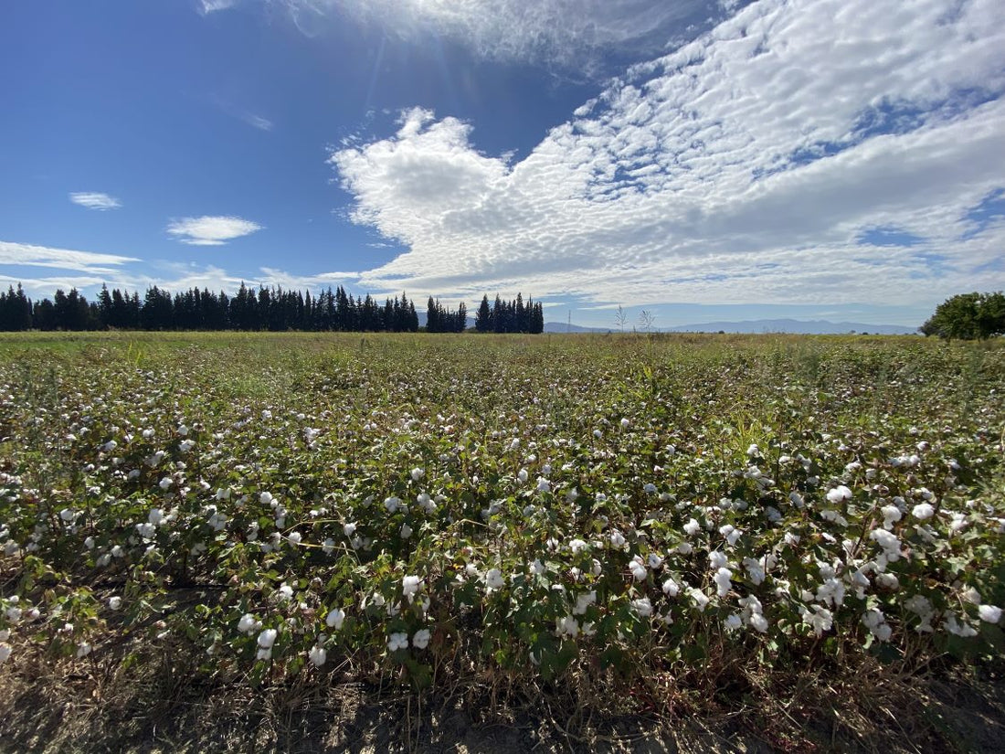 Regenerative agriculture practices in cotton production